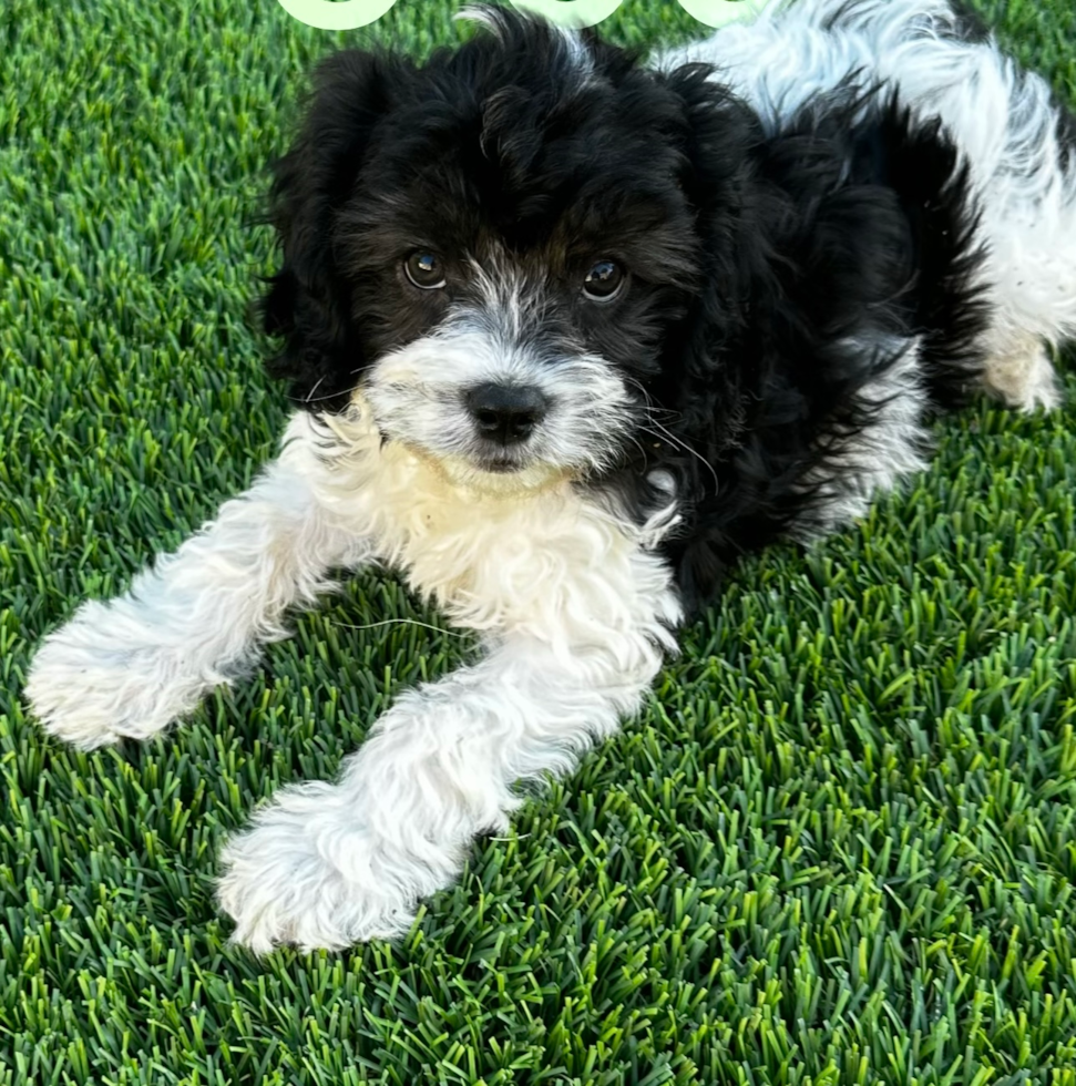 Hypoallergenic Cavadoodle Poodle Mix Pup