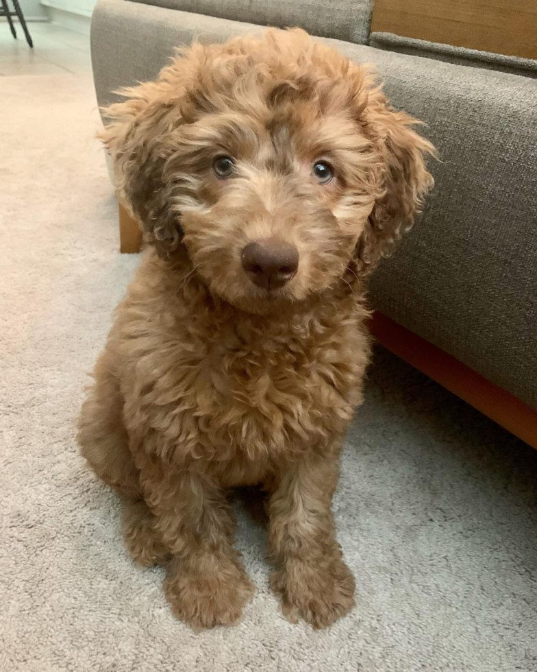 Small Mini Labradoodle Pup in Indio CA