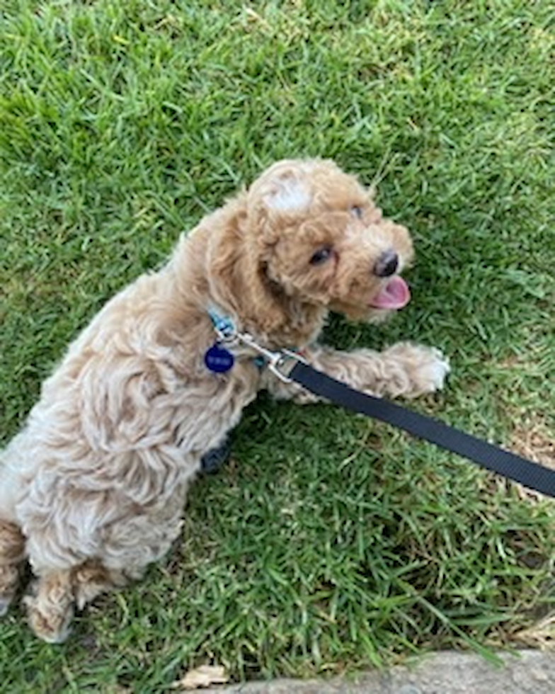 Small Poodle Purebred Pup