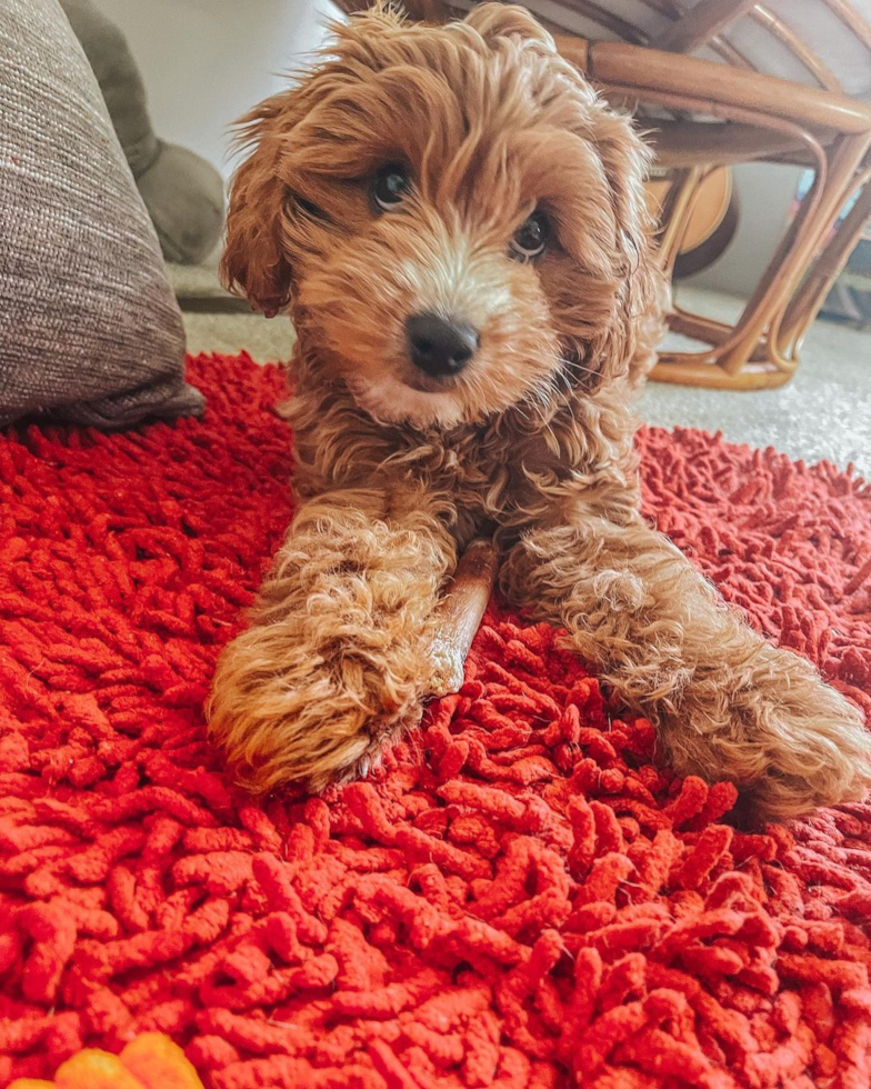 Adorable Cavoodle Poodle Mix Pup