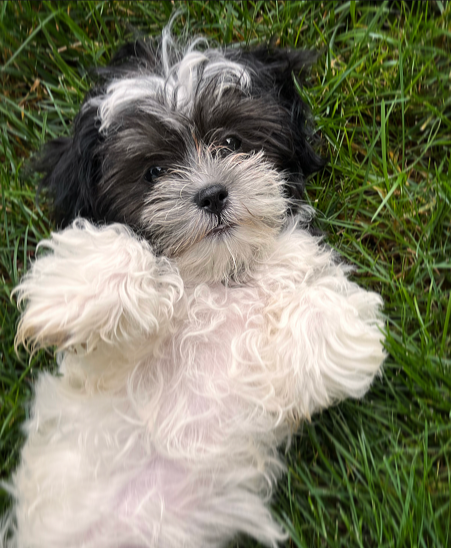 Sweet Teddy Bear Baby