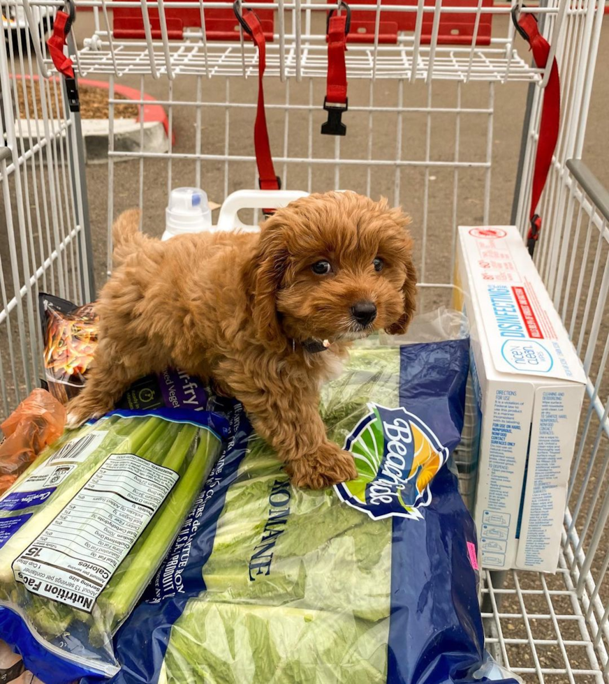 Playful Cavoodle Poodle Mix Pup