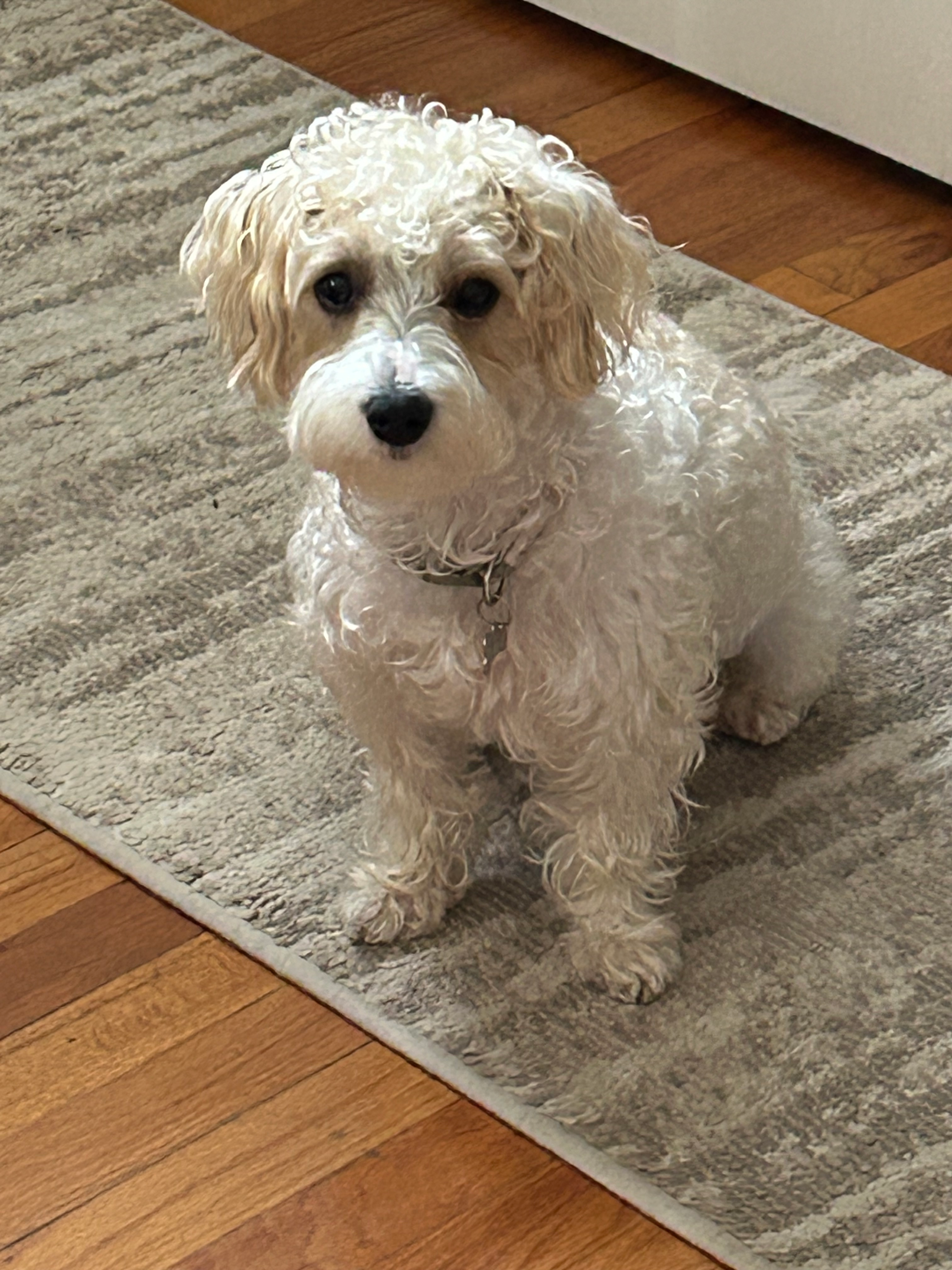 Smart Yorkie Poo Poodle Mix Pup