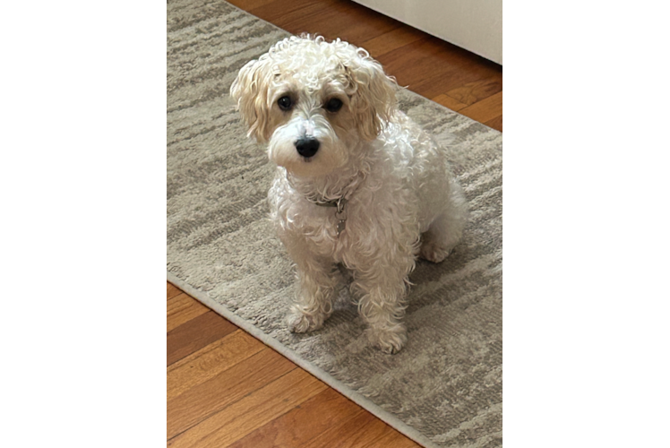 Smart Yorkie Poo Poodle Mix Pup