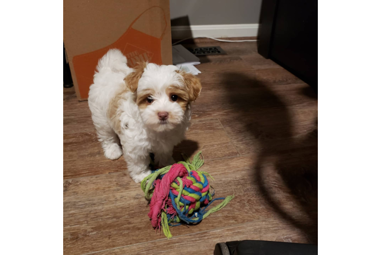 Hypoallergenic Maltepoo Poodle Mix Puppy