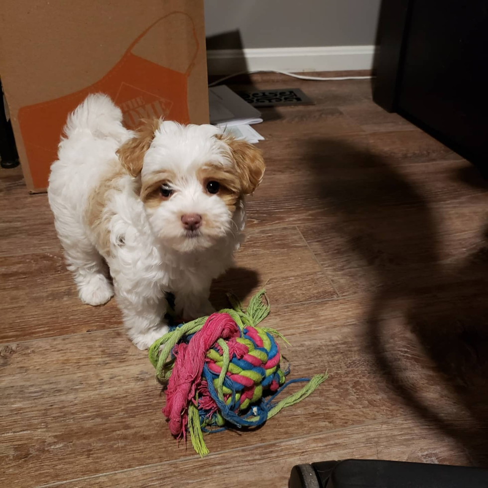 Playful Maltepoo Poodle Mix Pup