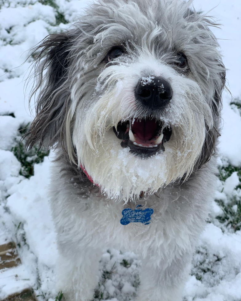 Happy Mini Aussiedoodle Pup