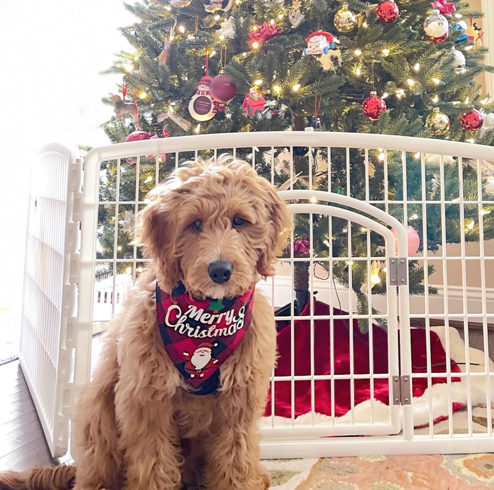 Funny Mini Goldendoodle Poodle Mix Pup