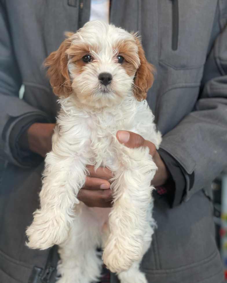 Friendly Cavapoo Pup in Lanham MD