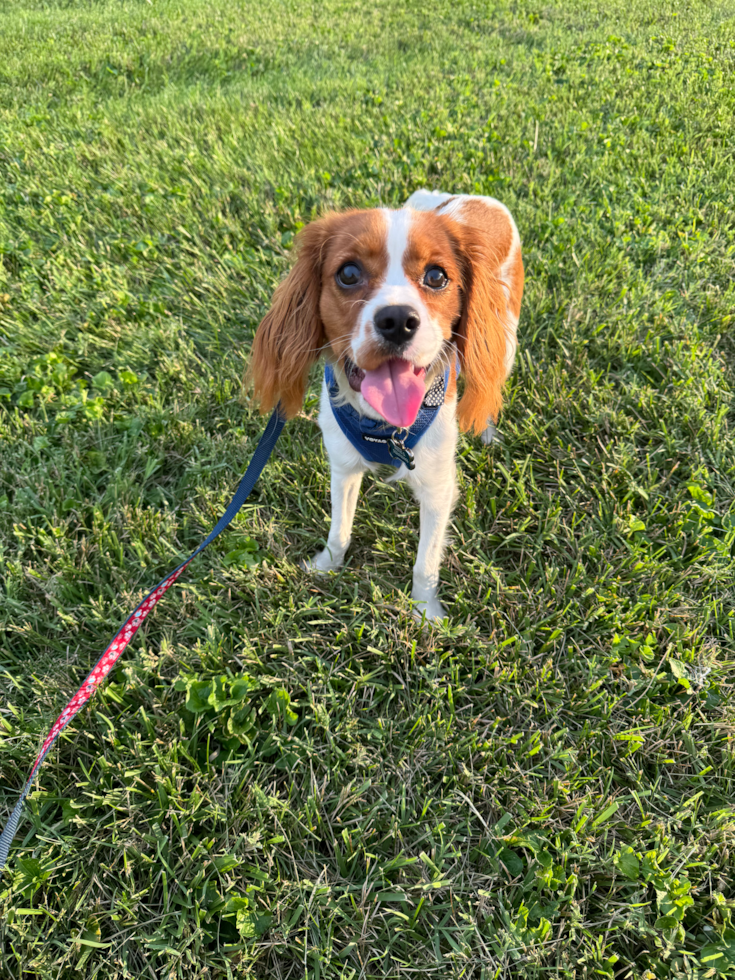 Sweet Cavalier Purebred Pup