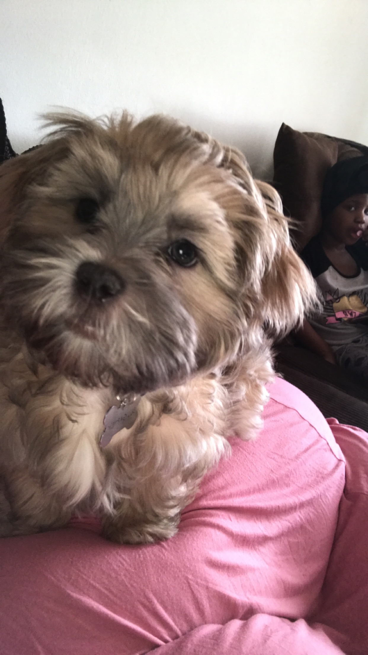 Teddy Bear Pup Being Cute