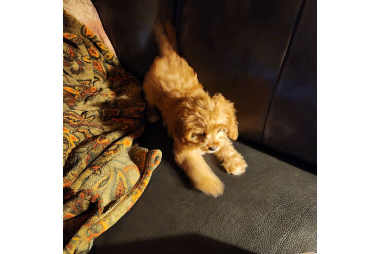 Best Cavapoo Baby