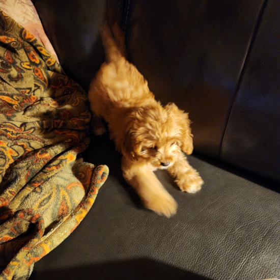 Cavapoo