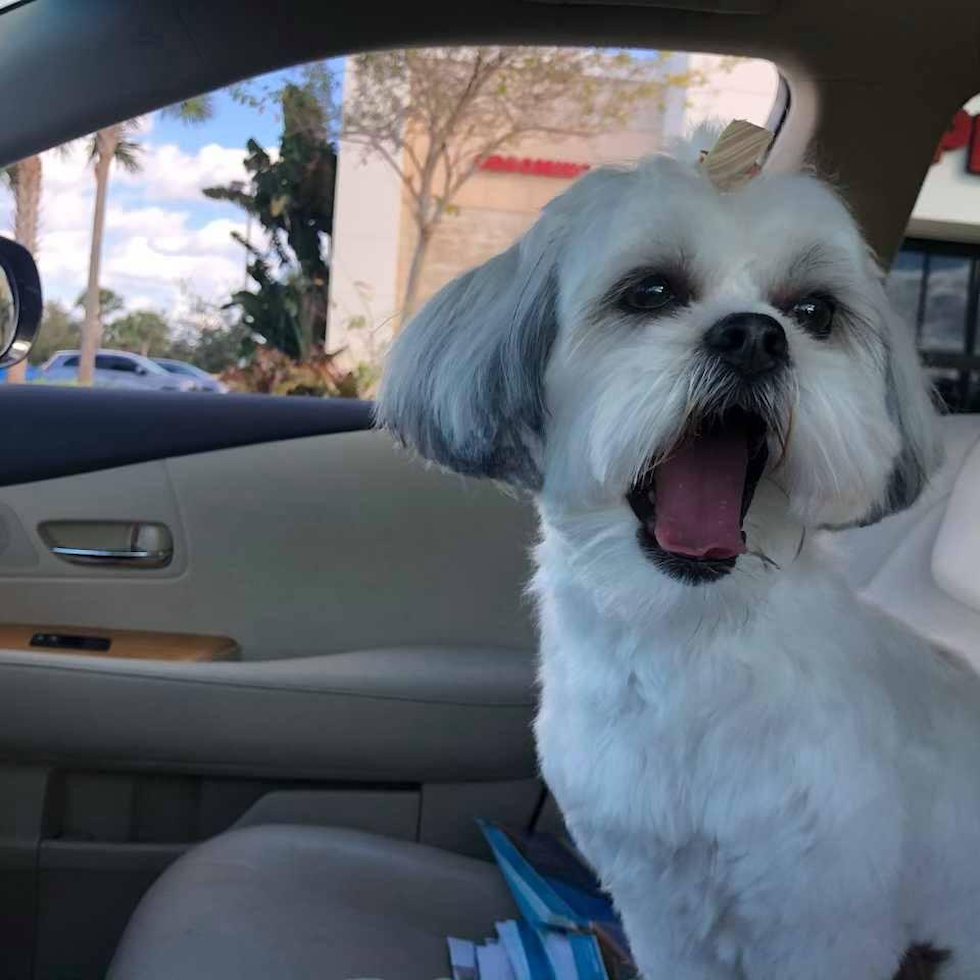 Cute Teddy Bear Pup in Riviera Beach FL