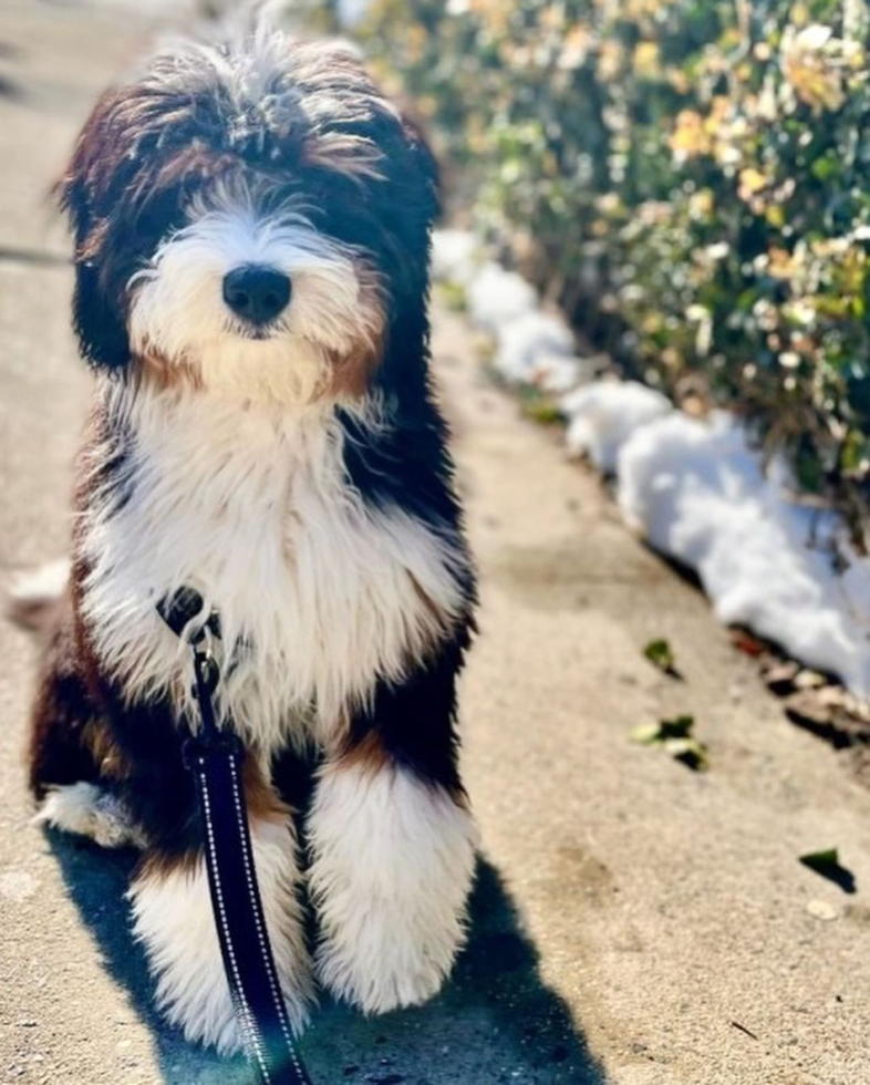 Playful Bernadoodle Poodle Mix Pup