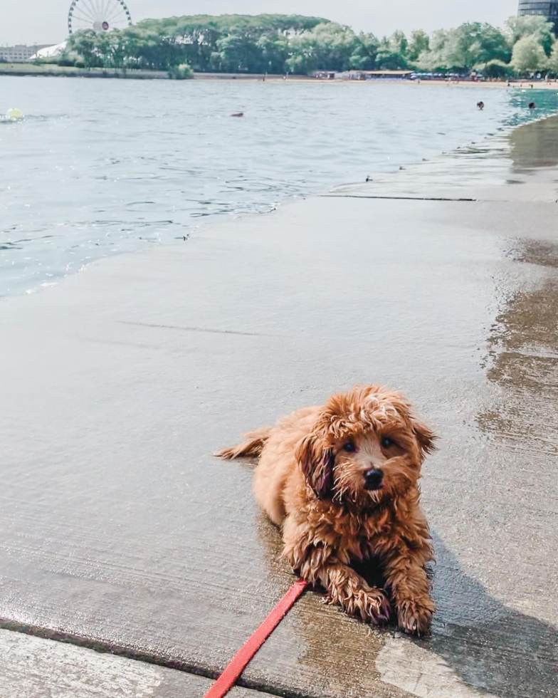 Popular Cavapoo Poodle Mix Pup