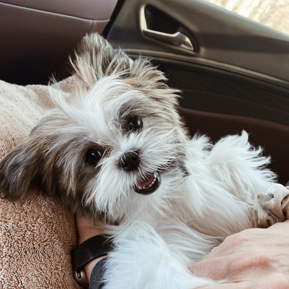 Cute Teddy Bear Pup in Traverse City MI