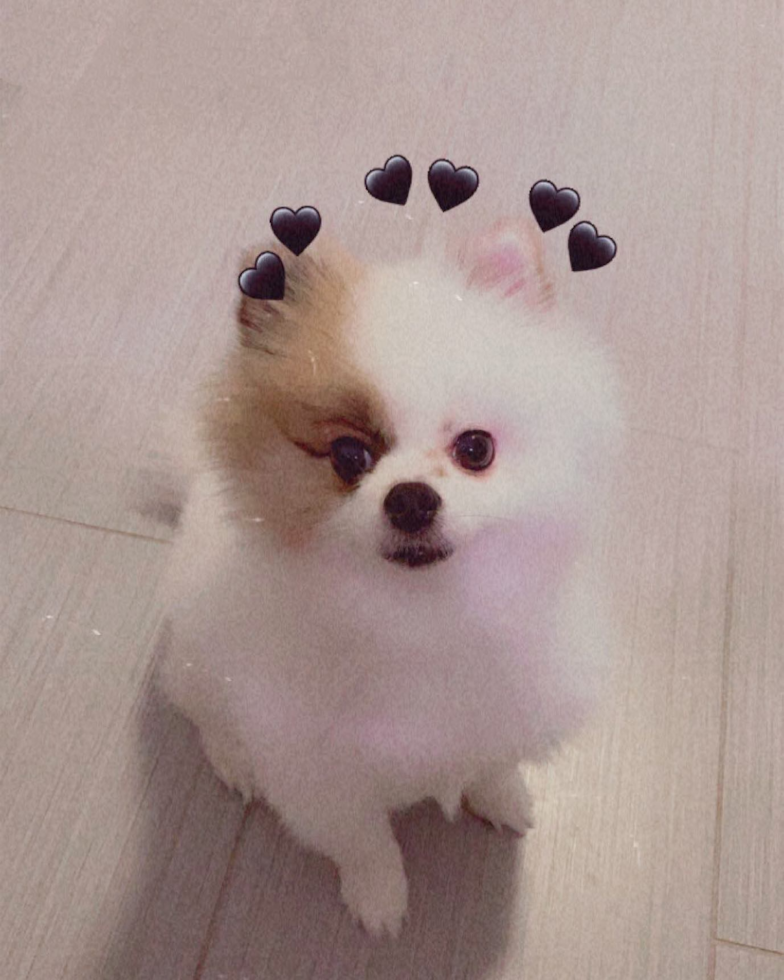 Pomeranian Being Cute