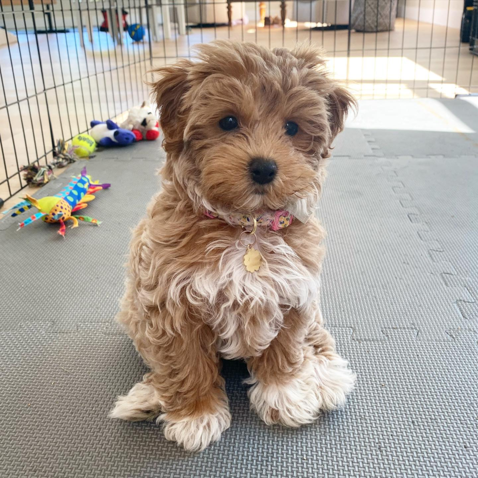 Maltipoo Being Cute