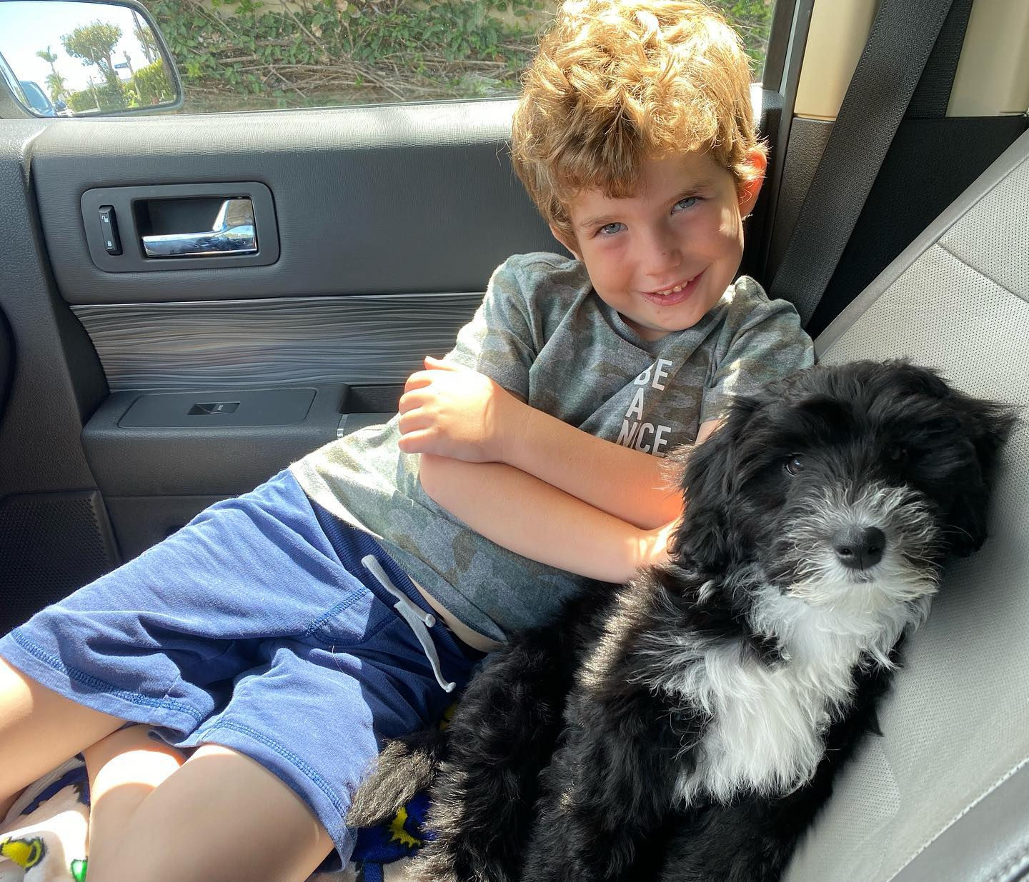 Mini Sheepadoodle Puppy for Adoption