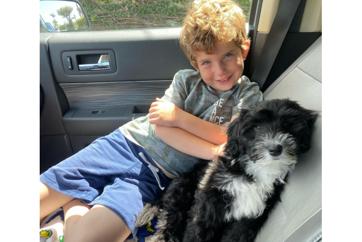 Mini Sheepadoodle Puppy for Adoption