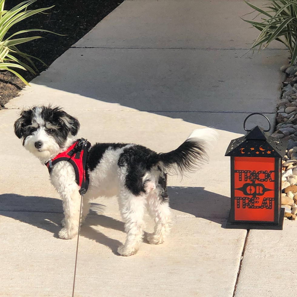 Popular Aussiechon Designer Pup