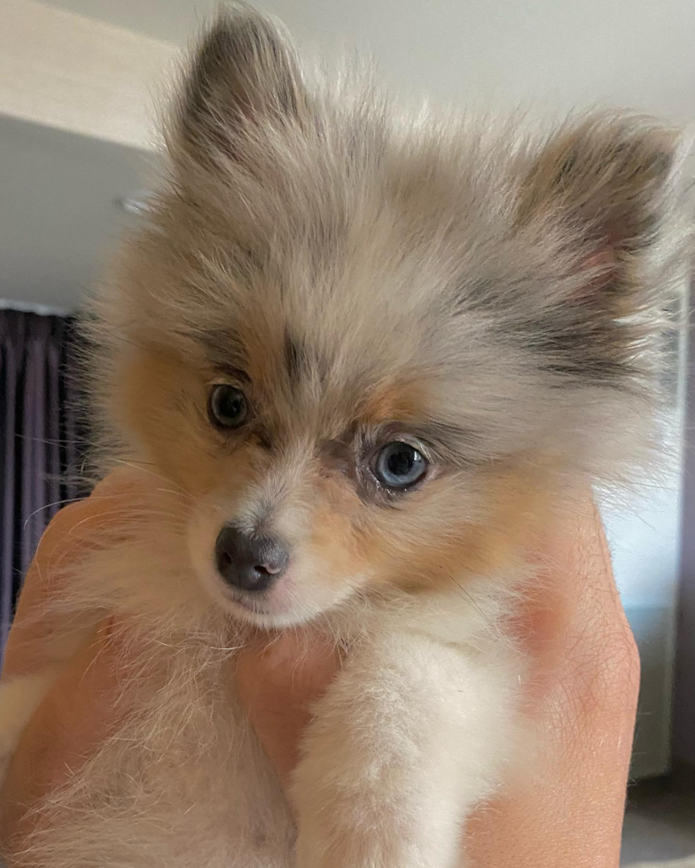 San Francisco Pomeranian Pup