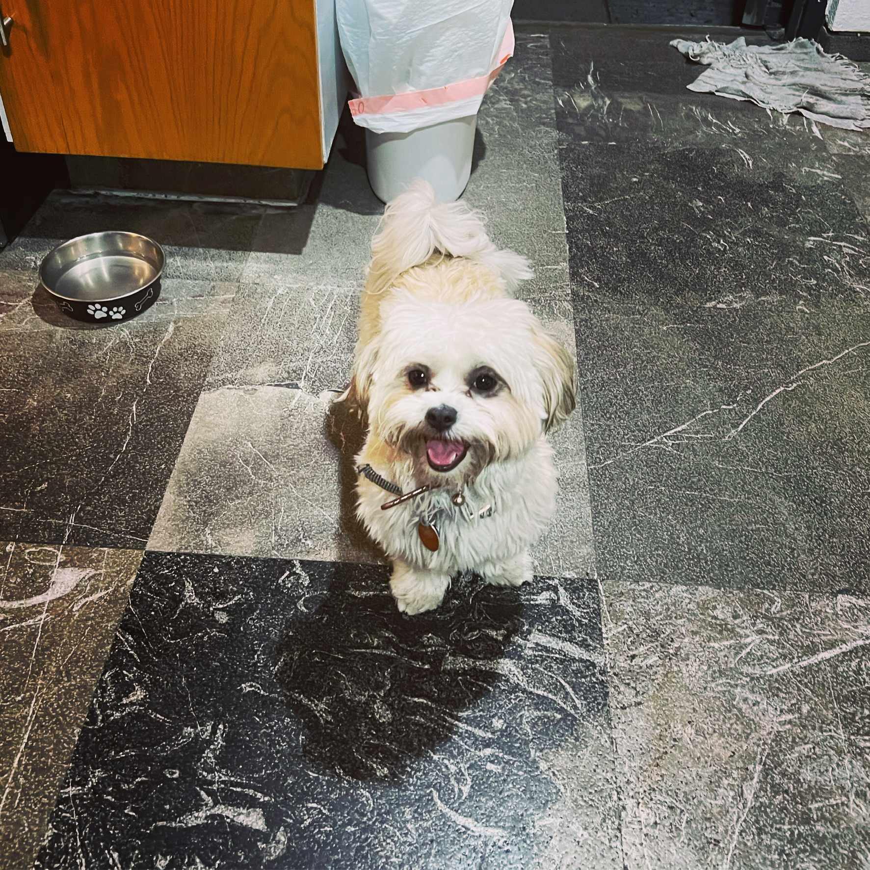 Shih Tzu Pup Being Cute