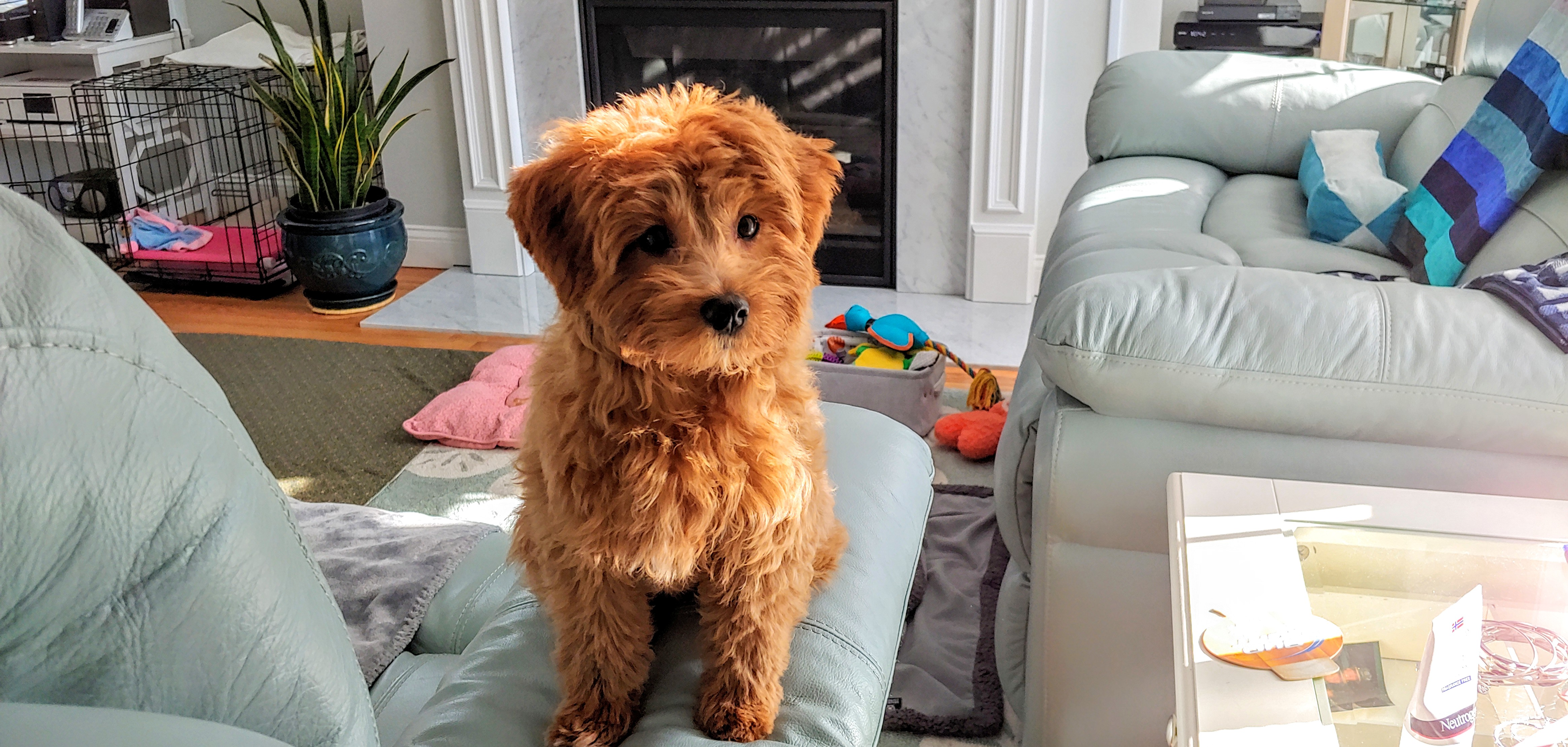 Cavapoo Pup Being Cute