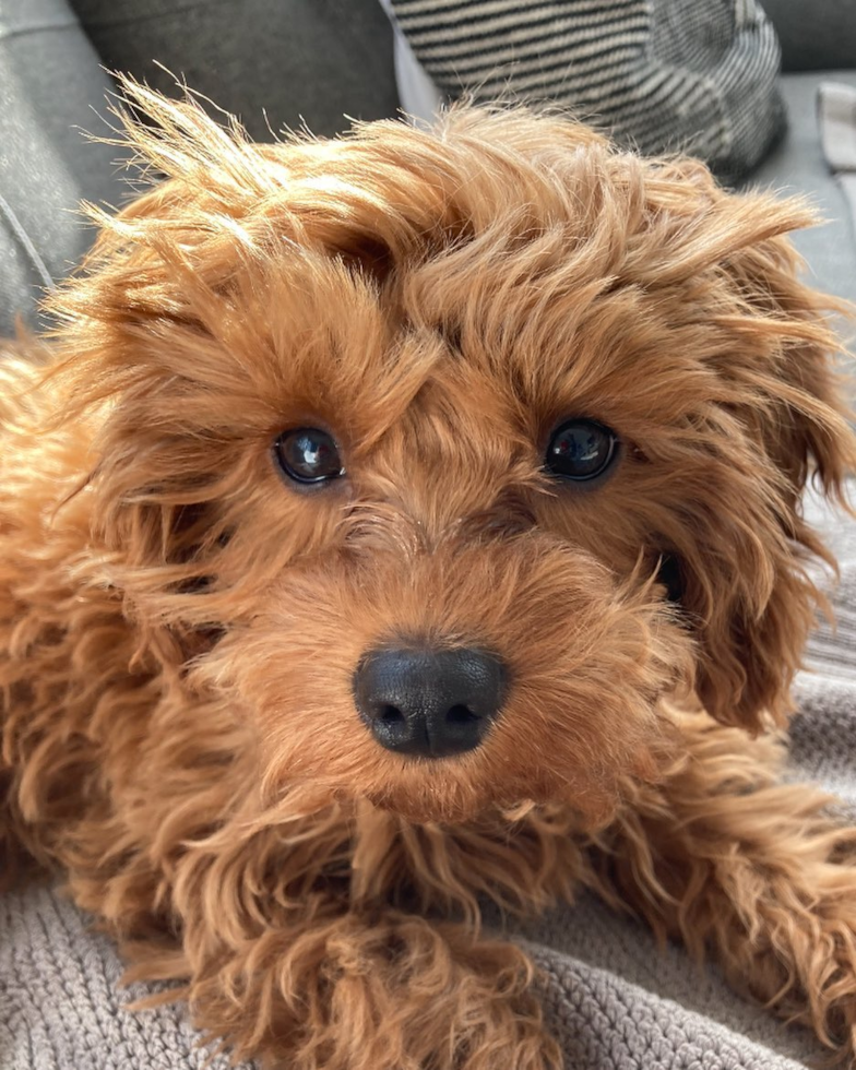 Happy Cavapoo Pup