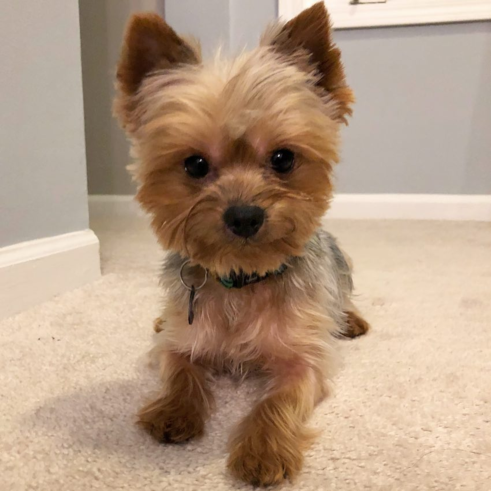 Yorkshire Terrier Being Cute