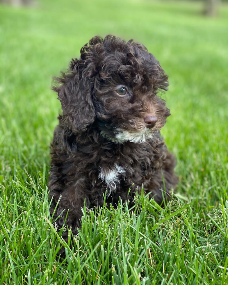 Poodle Being Cute