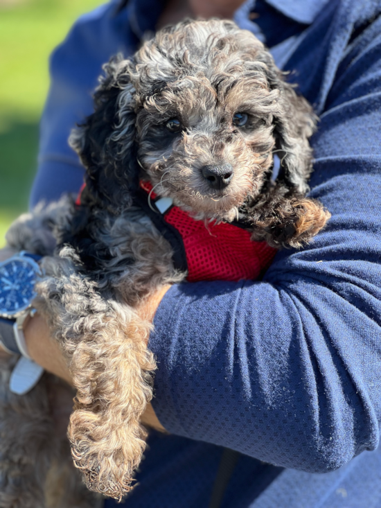 Small Mini Aussiedoodle Pup in