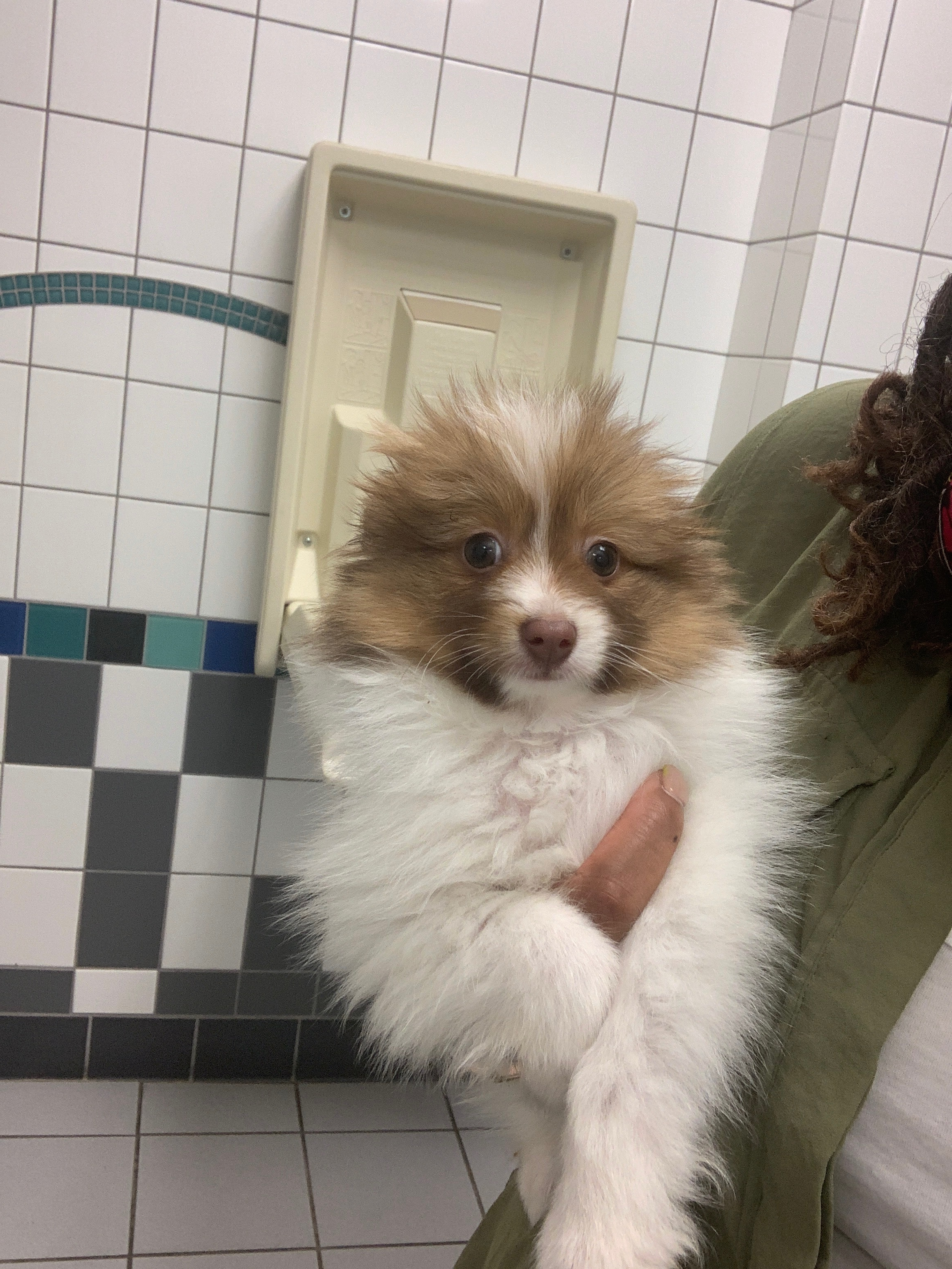 Pomeranian Pup Being Cute