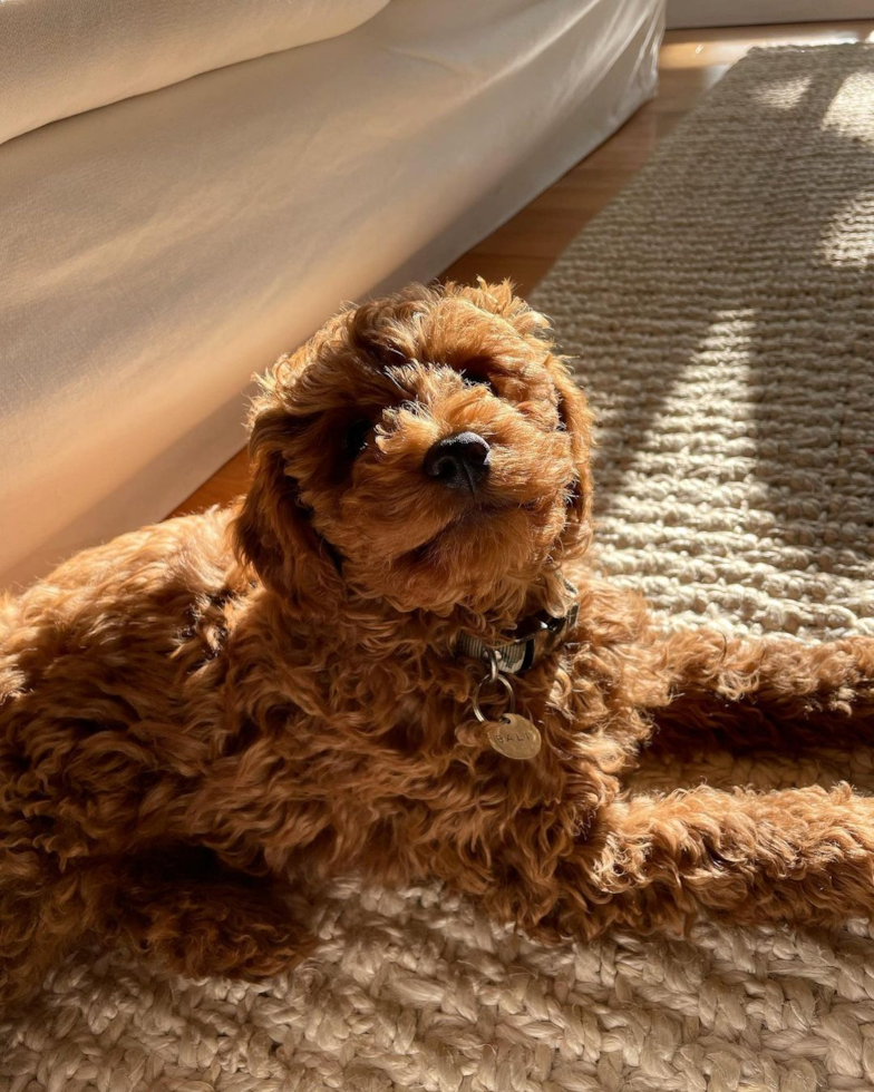 Alameda Cavapoo Pup