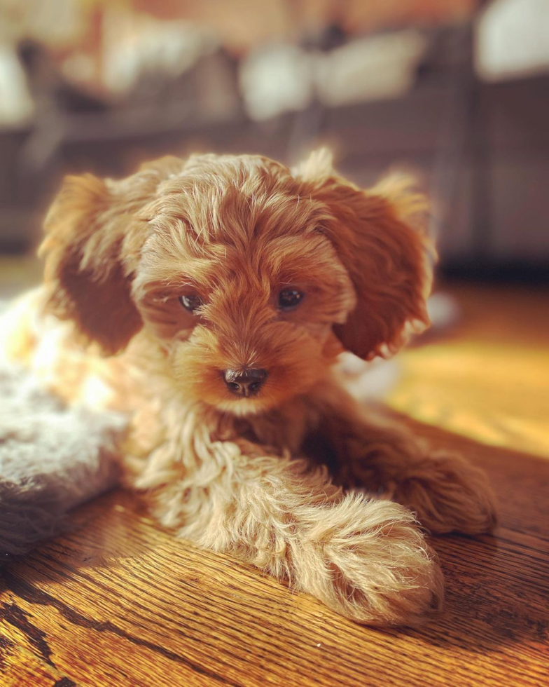 Happy Cavapoo Pup