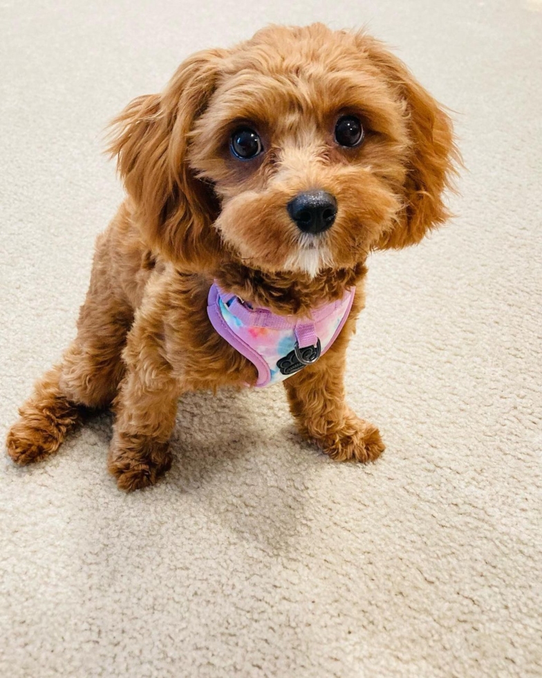 Funny Cavapoo Poodle Mix Pup