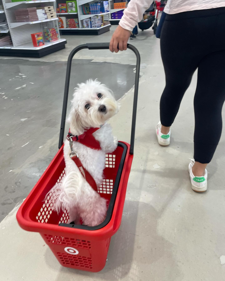 Sweet Maltipoo Pup in Irvine CA