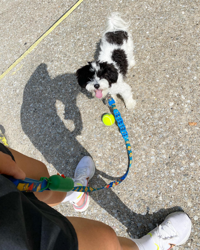 New York Havanese Pup