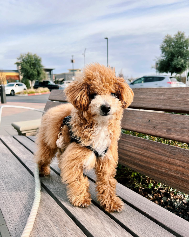 Poochon Being Cute