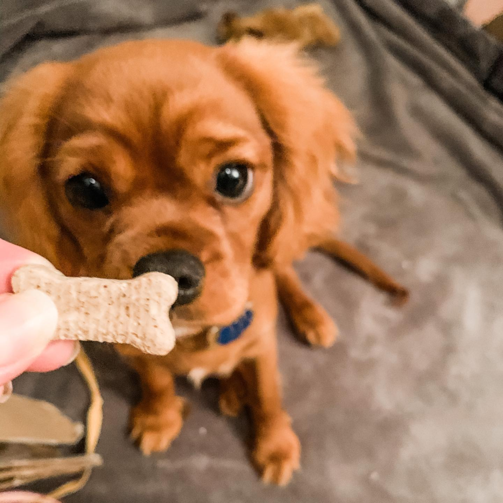 Fort Lee Cavalier King Charles Spaniel Pup