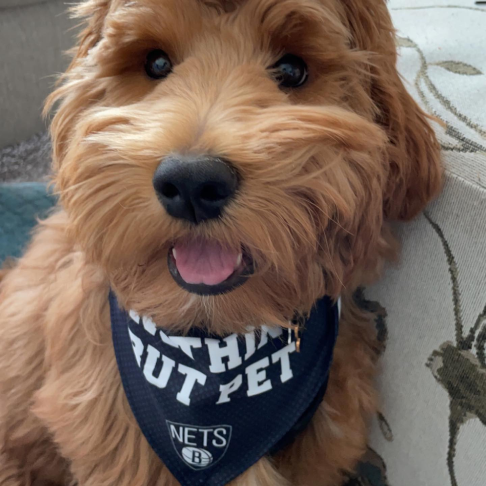 Energetic Golden Retriever Poodle Mix Pup