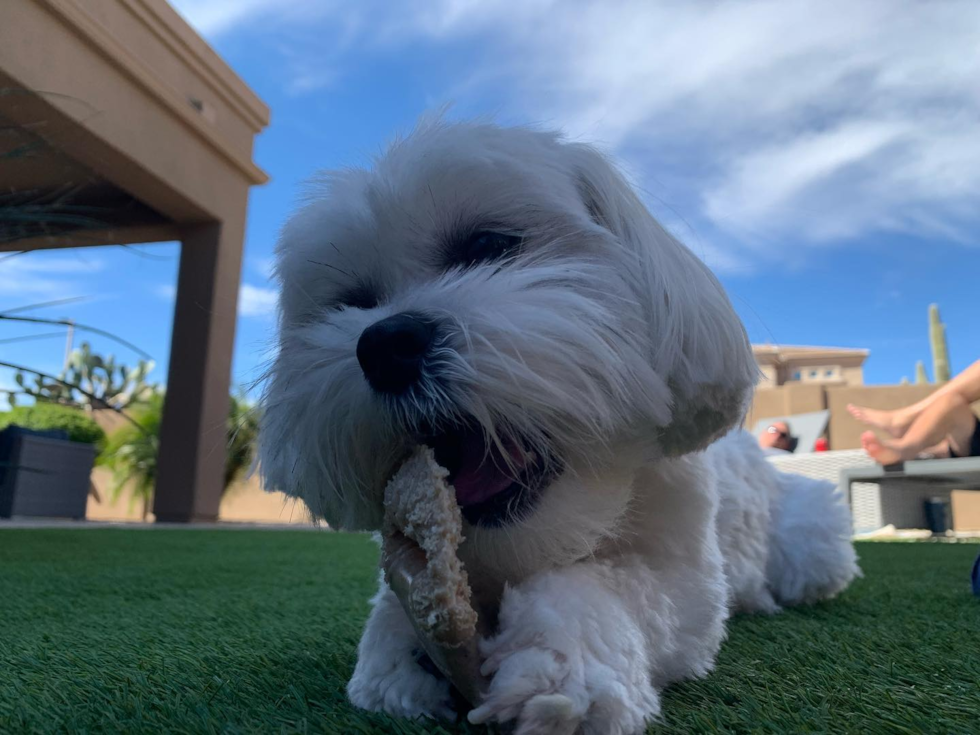 Cute Teddy Bear Pup in Phoenix AZ