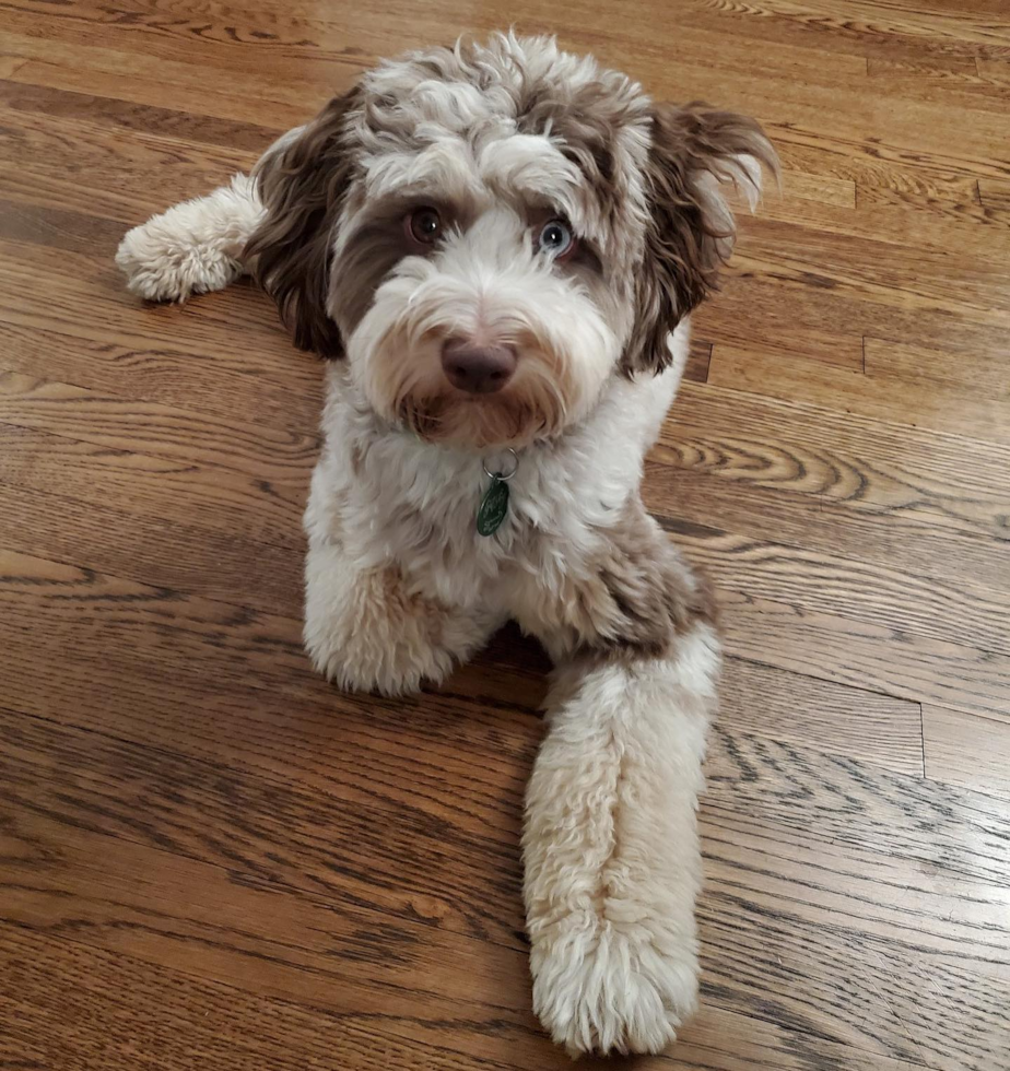 Friendly Mini Aussiedoodle Pup