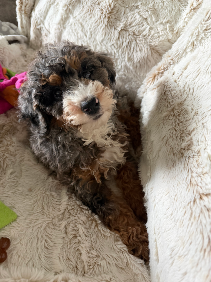 Happy Mini Bernedoodle Pup in