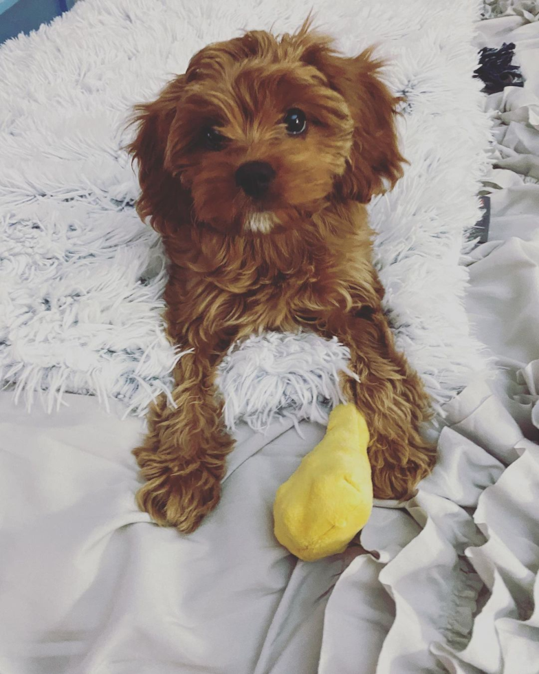 Hypoallergenic Cavoodle Poodle Mix Pup