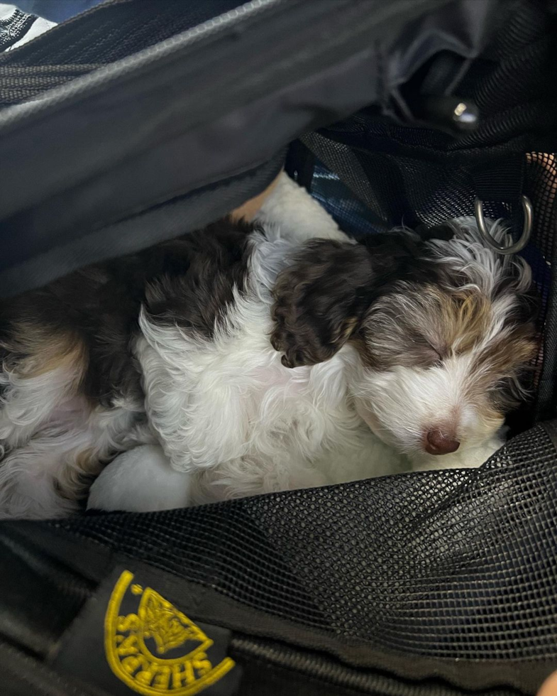 Small Mini Aussiedoodle Pup