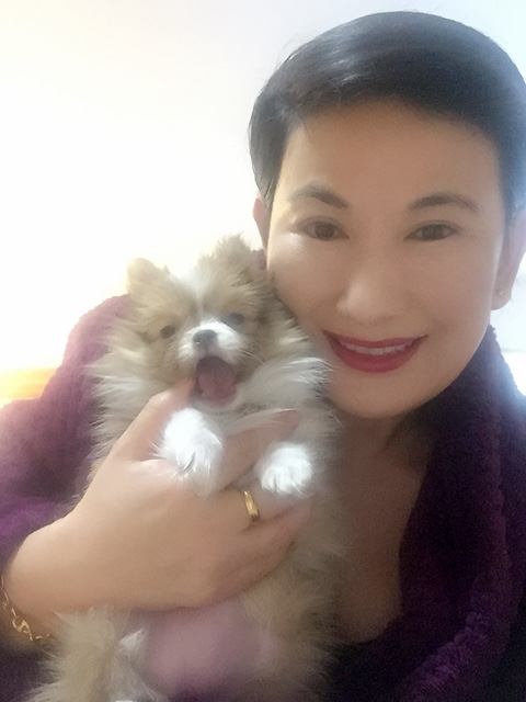 Happy Pomeranian Purebred Puppy