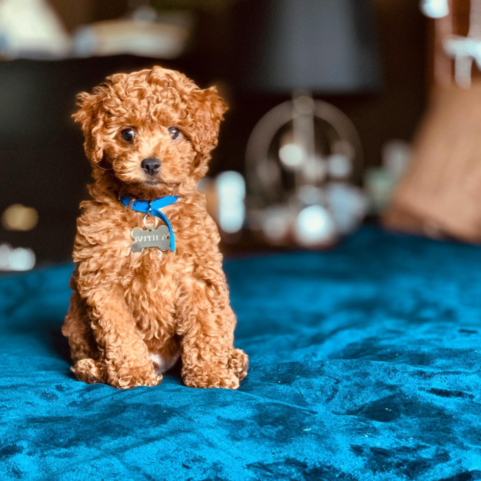 Houston Cockapoo Pup