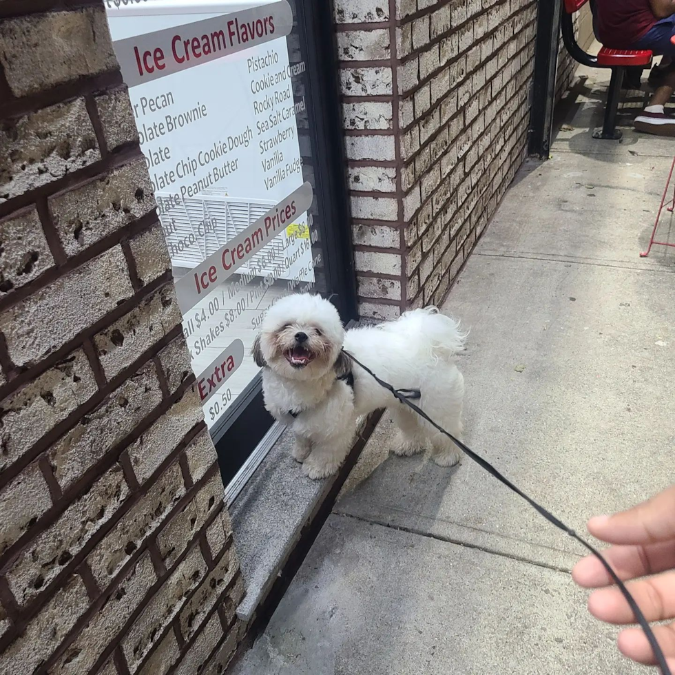 Small Teddy Bear Pup in New York NY